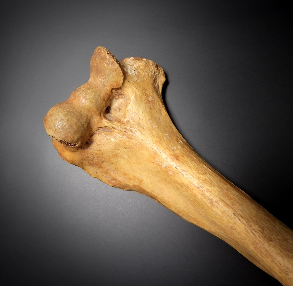 Humerus - articulatio cubiti (anterior)