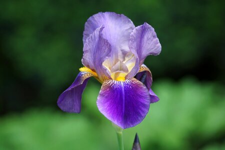 Plant purple flower kraków photo