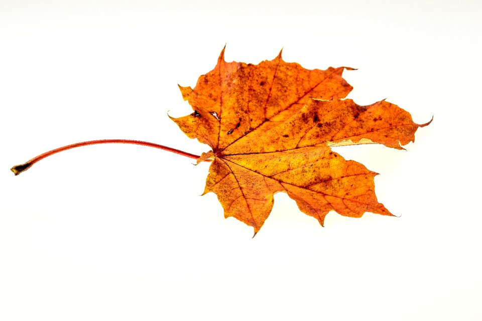 Fall foliage colors of autumn leaves in the autumn