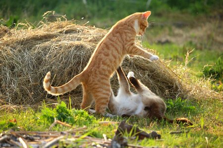 Red mackerel tabby red cat siamese cat