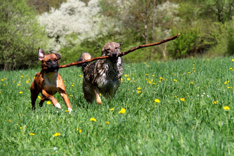 Hunde 2013-05-05-2808