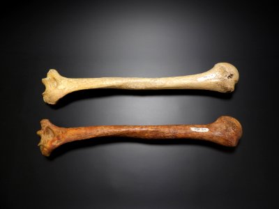 Humerus - posterior 2