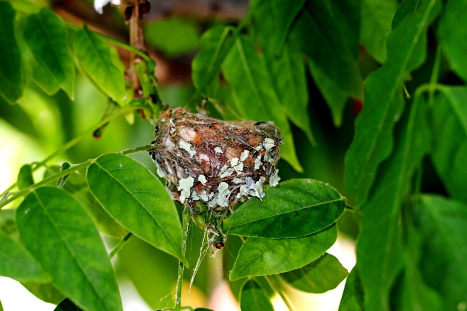 Hummingbird-nest IMG 7491