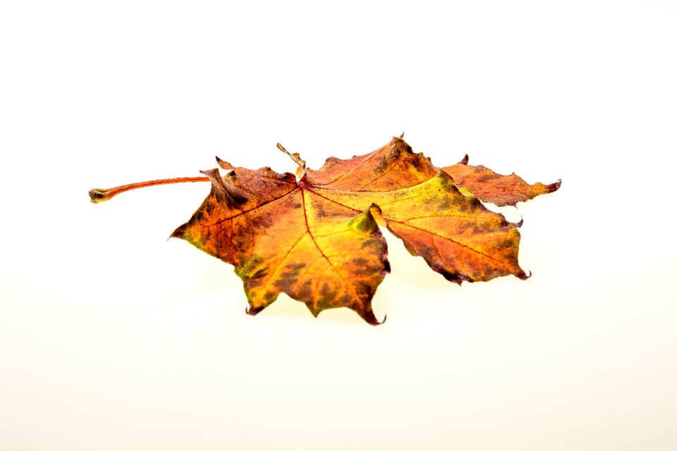 Fall foliage colors of autumn leaves in the autumn