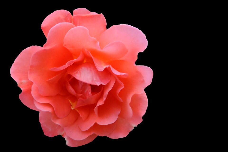 Blossom bloom flower