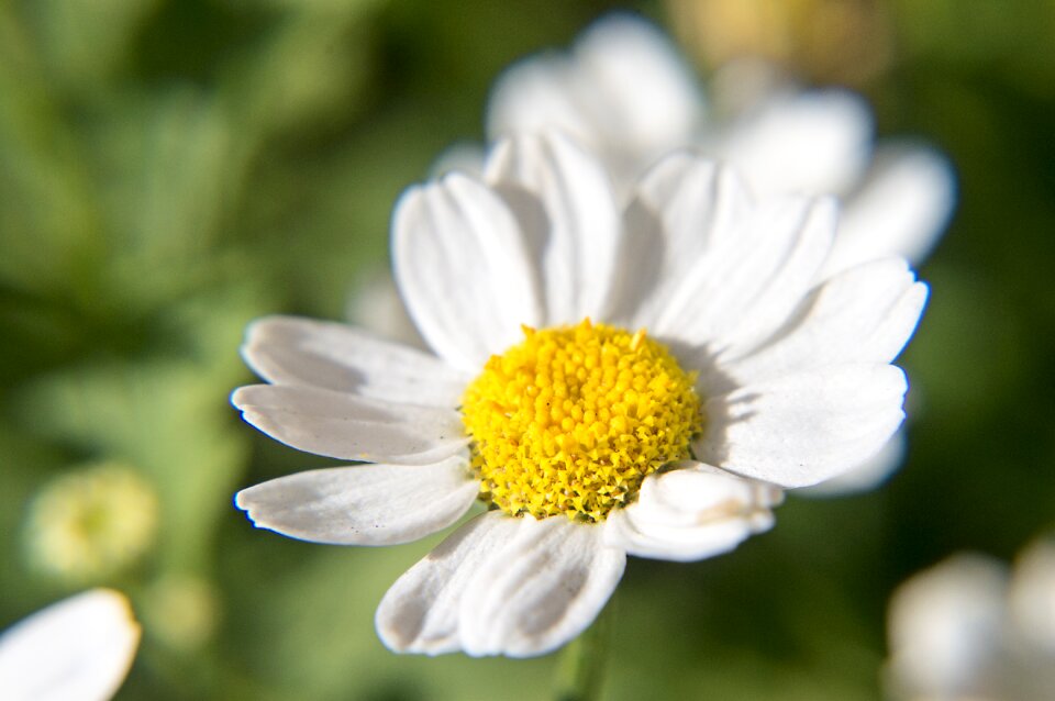 Color white sunny day