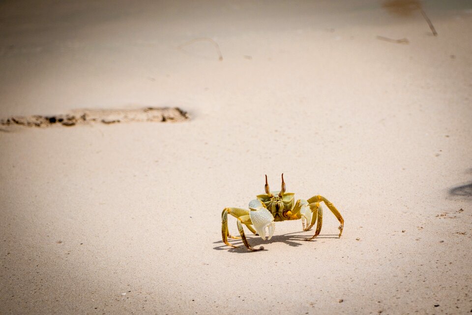 Maldives sand beach