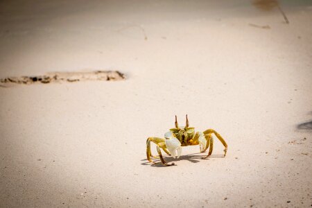 Maldives sand beach