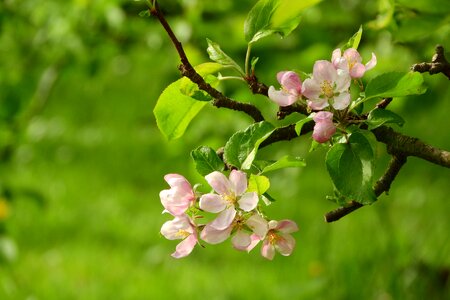 Blooming tree fruit tree
