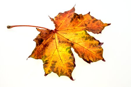 Fall foliage colors of autumn leaves in the autumn photo