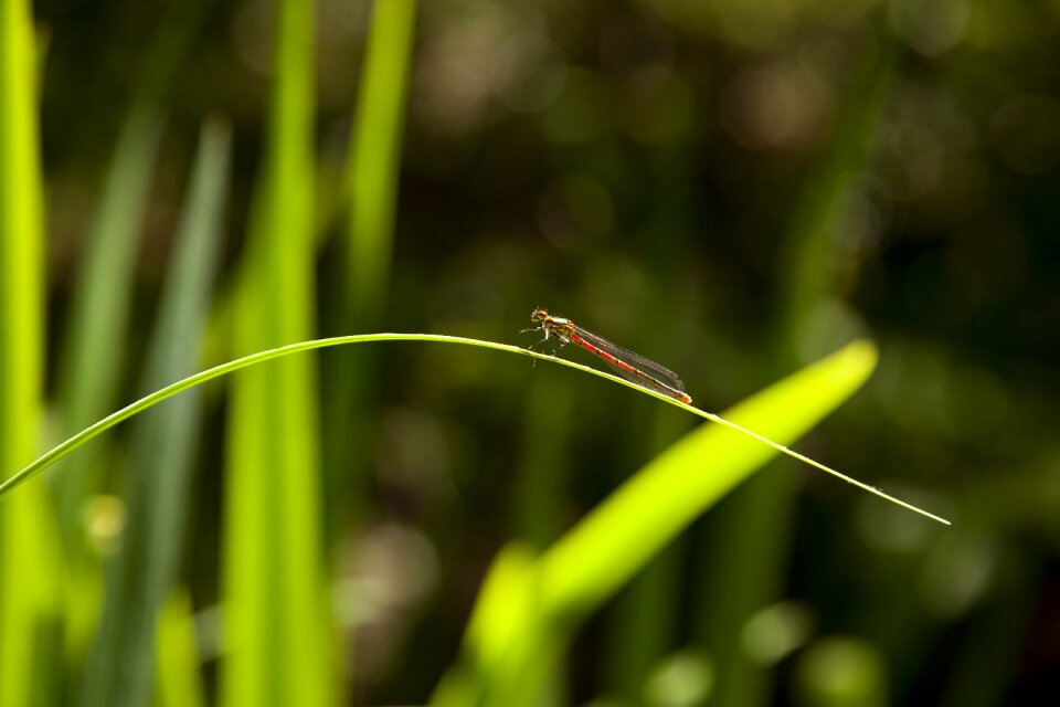 Close up green nature