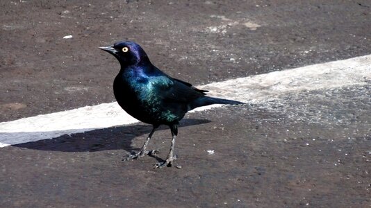 Animal wild on street