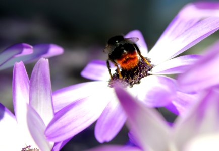 Hummel auf Bornholmer Margerite