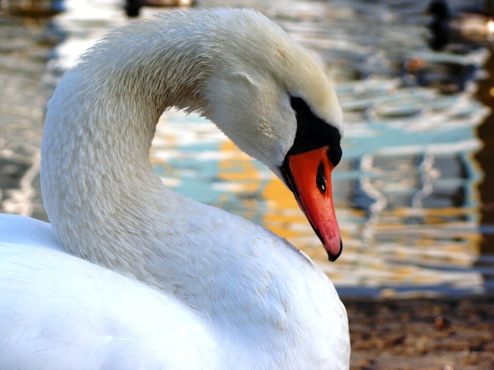 Plumage animal world birds