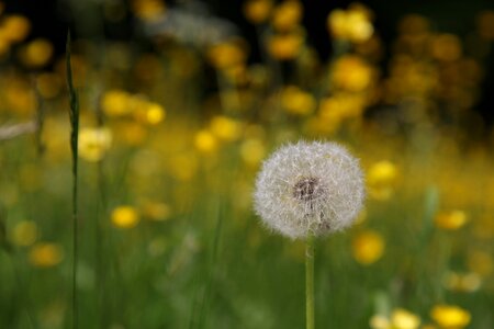 Pointed flower nature flowers