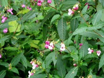 Impatiens glandulifera near Rurberg 03