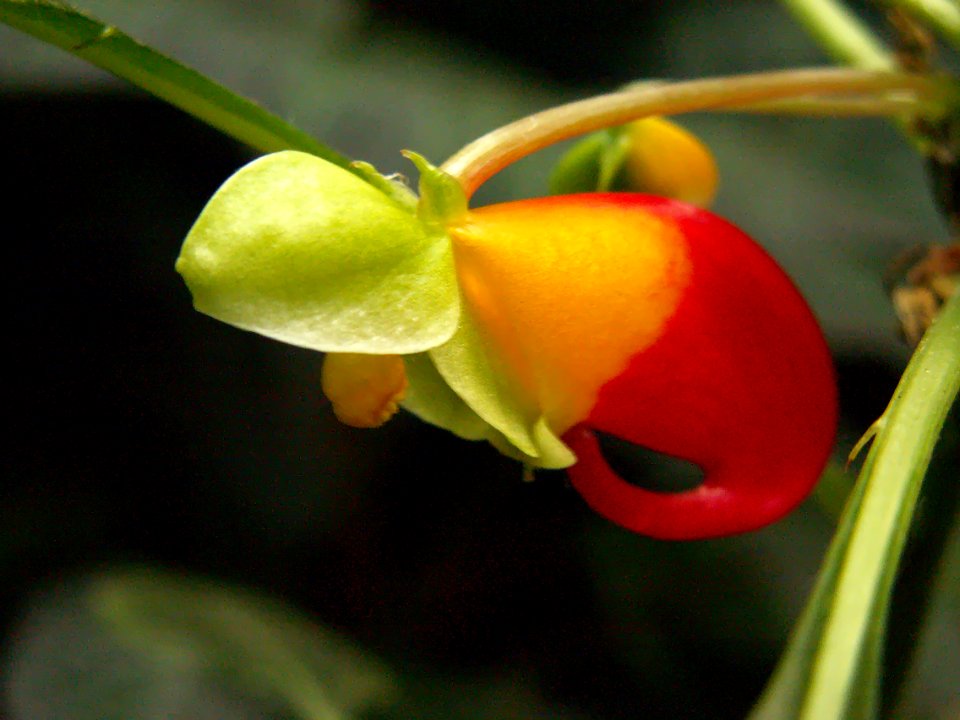 Impatiens niamniamensis ‘African King,’ Phipps Conservatory, 2015-10-24, 01