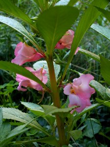 Impatiens balsamina 2019-07-23 Beechview 02