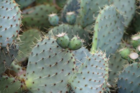 Cactus nature wild fruit