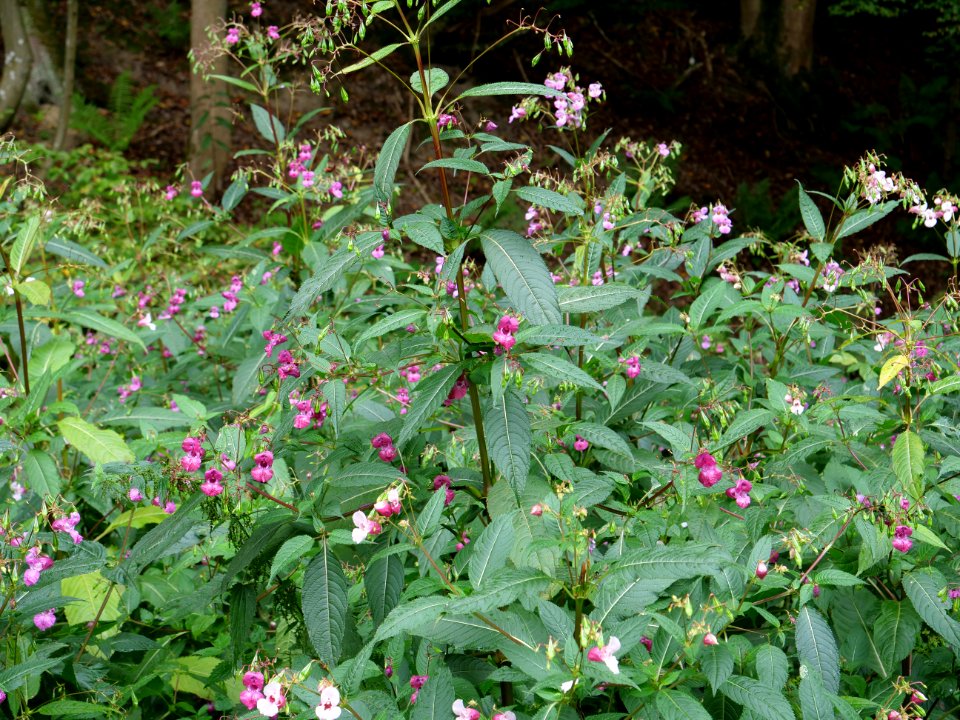 Impatiens glandulifera near Rurberg 04