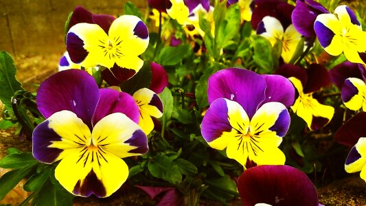 Garden purple and yellow pansy flora photo