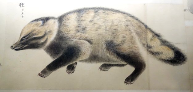 Illustrations of Animals 5, Edo period, 19th century, color on paper - Tokyo National Museum - DSC05496
