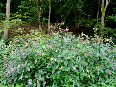 Impatiens glandulifera near Rurberg 05 photo