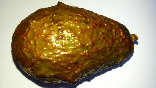 Imperfect Avocado - Mixed Colors4 D