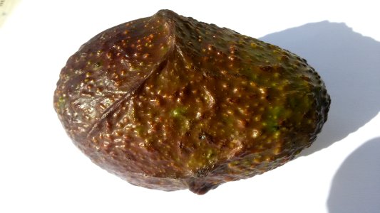 Imperfect Avocado - Mixed Colors2 C