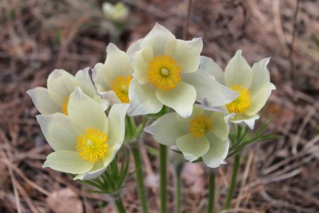 Snowdrops flowers primroses