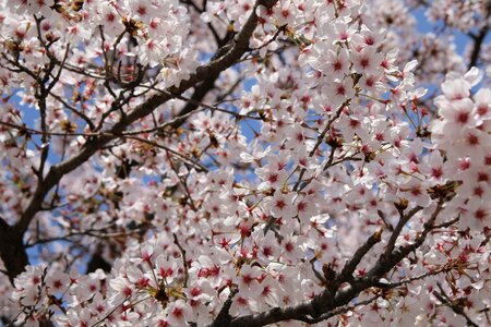 Flowers nature plants photo