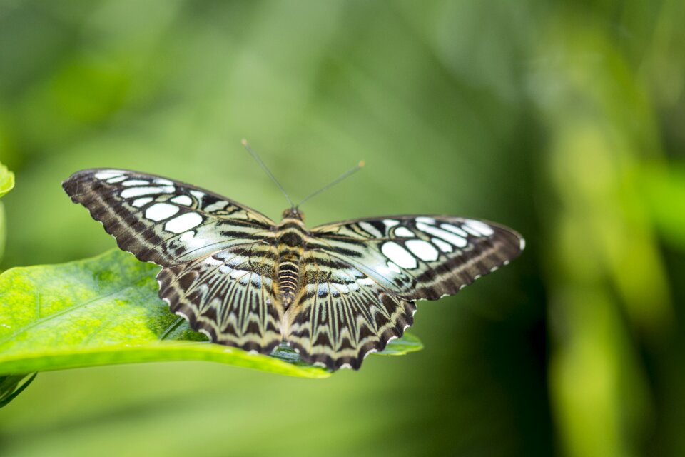 Nature bug butterfly garden