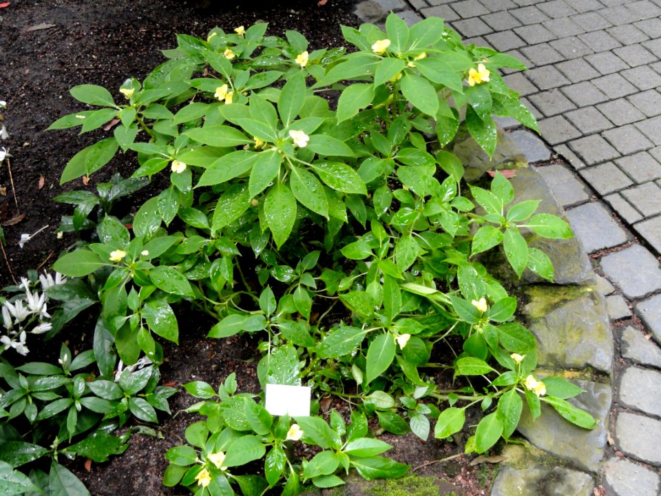 Impatiens auricoma - Palmengarten Frankfurt - DSC01806