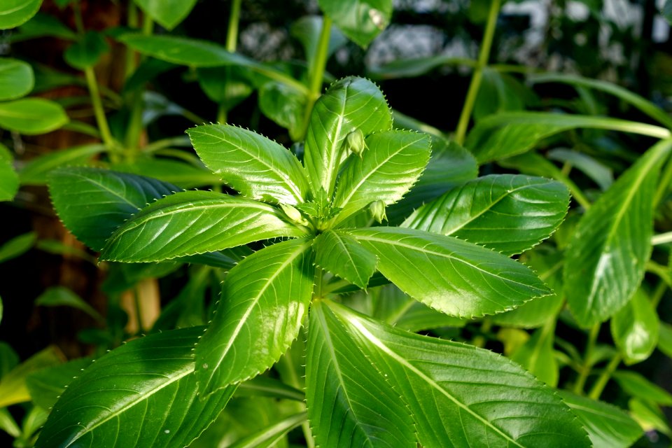 Impatiens sodenii - Wilhelma Zoo - Stuttgart, Germany - DSC01820
