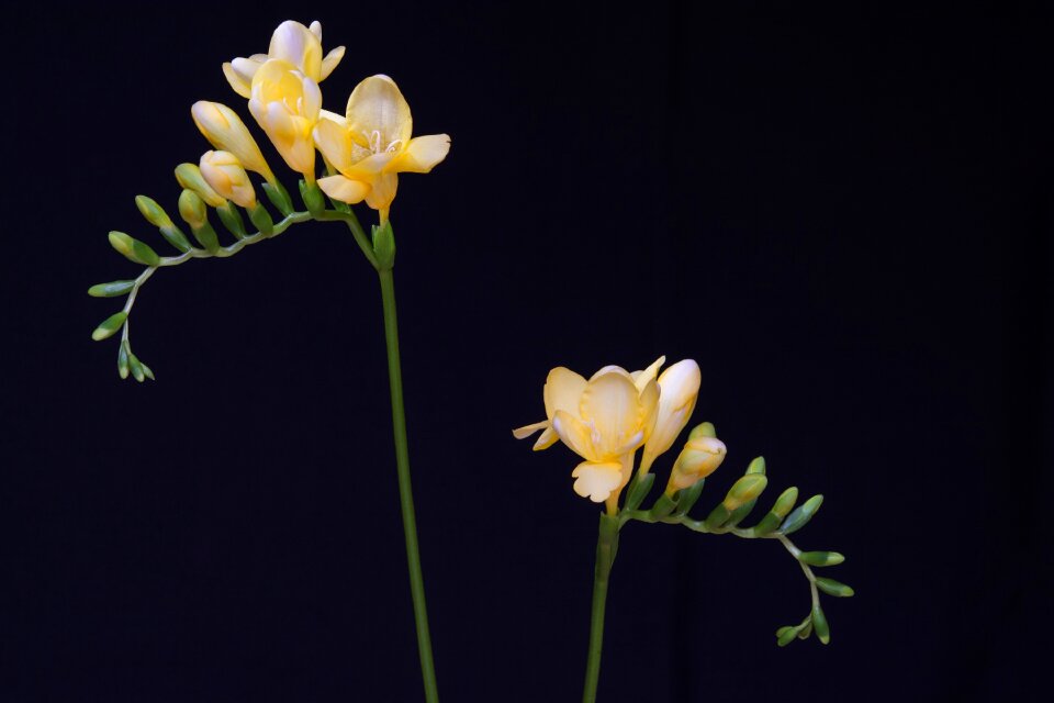 Yellow freesia tiresome schnittblume