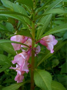 Impatiens balsamina 2019-07-23 Beechview 05