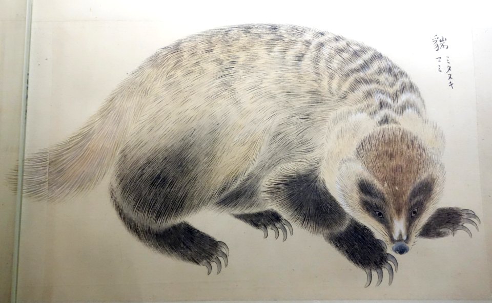 Illustrations of Animals 6, Edo period, 19th century, color on paper - Tokyo National Museum - DSC05498
