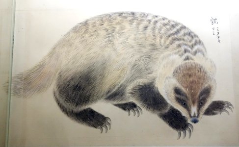 Illustrations of Animals 6, Edo period, 19th century, color on paper - Tokyo National Museum - DSC05498