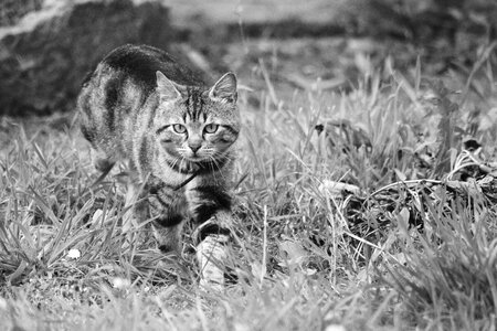 Animal domestic animal cat eyes photo