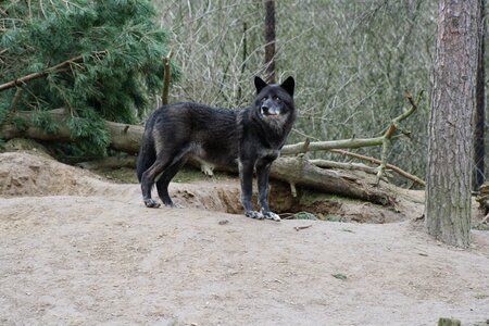 Carnivores wild animal lonely