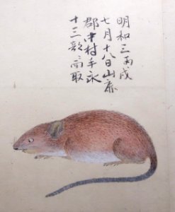 Illustrations of Animals 2, Edo period, 19th century, color on paper - Tokyo National Museum - DSC05490