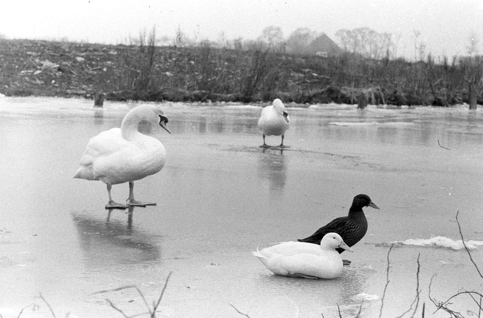 IJszeilen op de Gouwzee bij Monnickendam, watervogels, die van de koude te lijde, Bestanddeelnr 912-0275