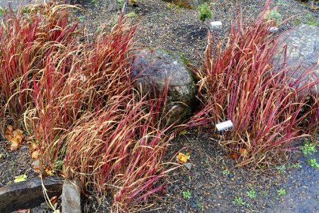 Imperata cylindrica 'Rubra' - Oregon Garden - Silverton, Oregon - DSC00233