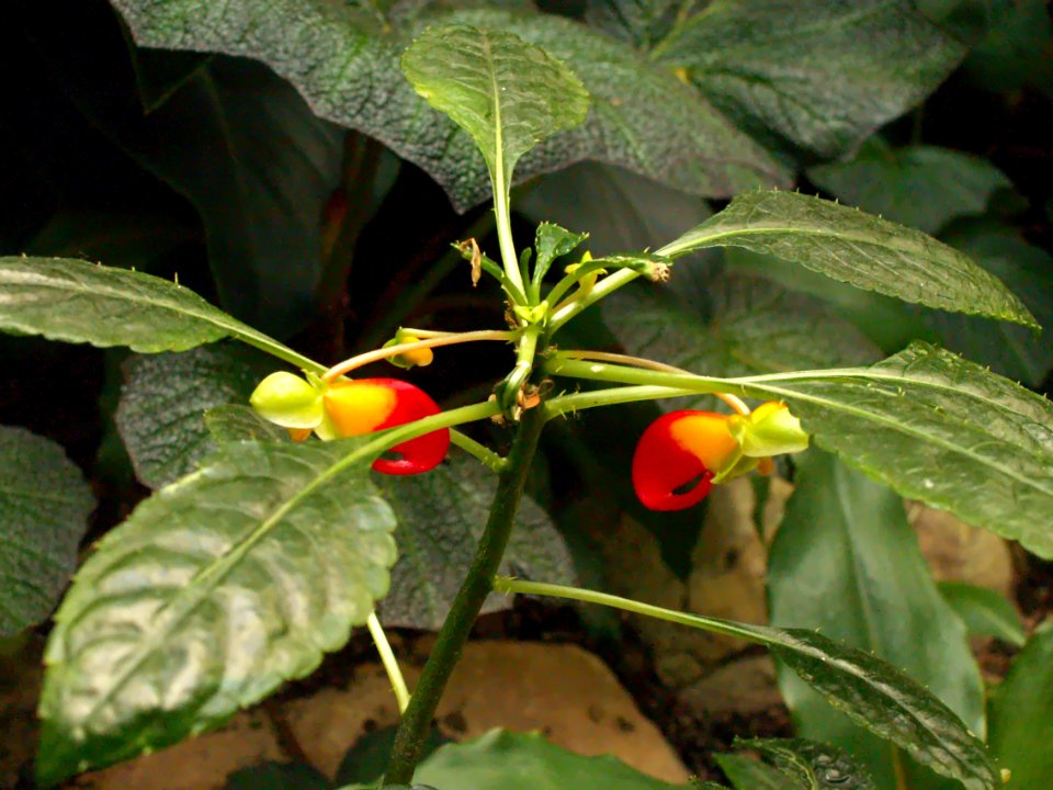 Impatiens niamniamensis ‘African King,’ Phipps Conservatory, 2015-10-24, 03