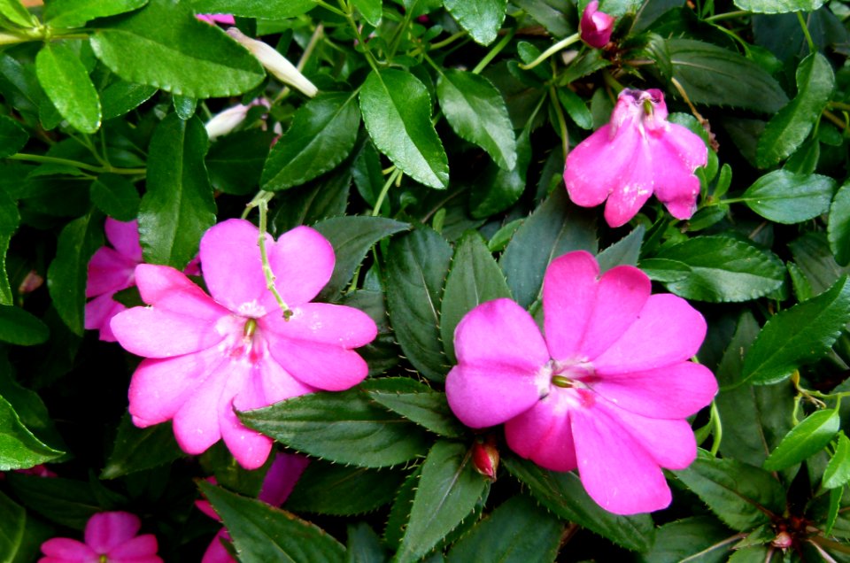 Impatiens x novaguinea
