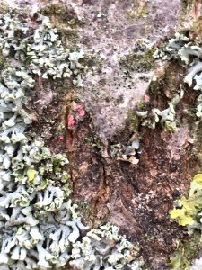 Illosporiopsis christiansenii 62087904