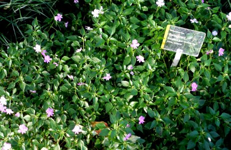 Impatiens pseudoviola - Wilhelma Zoo - Stuttgart, Germany - DSC01817