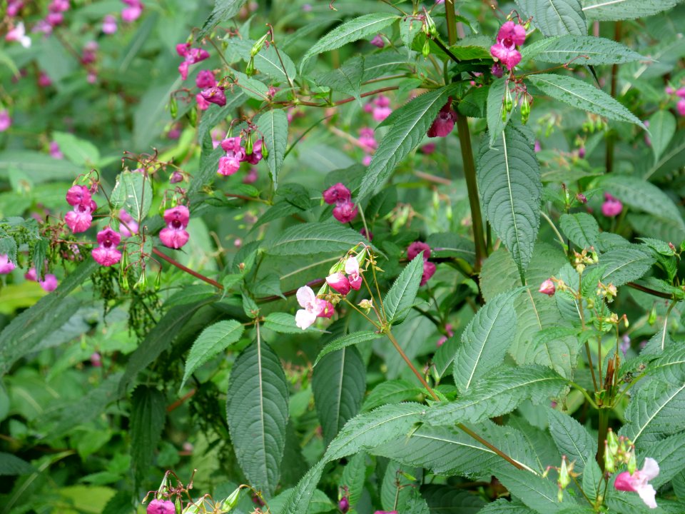 Impatiens glandulifera near Rurberg 02