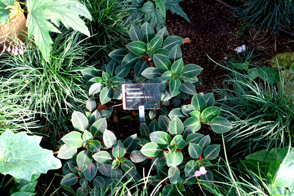 Impatiens morsei - Wilhelma Zoo - Stuttgart, Germany - DSC01805