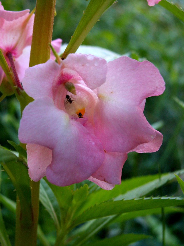 Impatiens balsamina 2019-07-23 Beechview 03